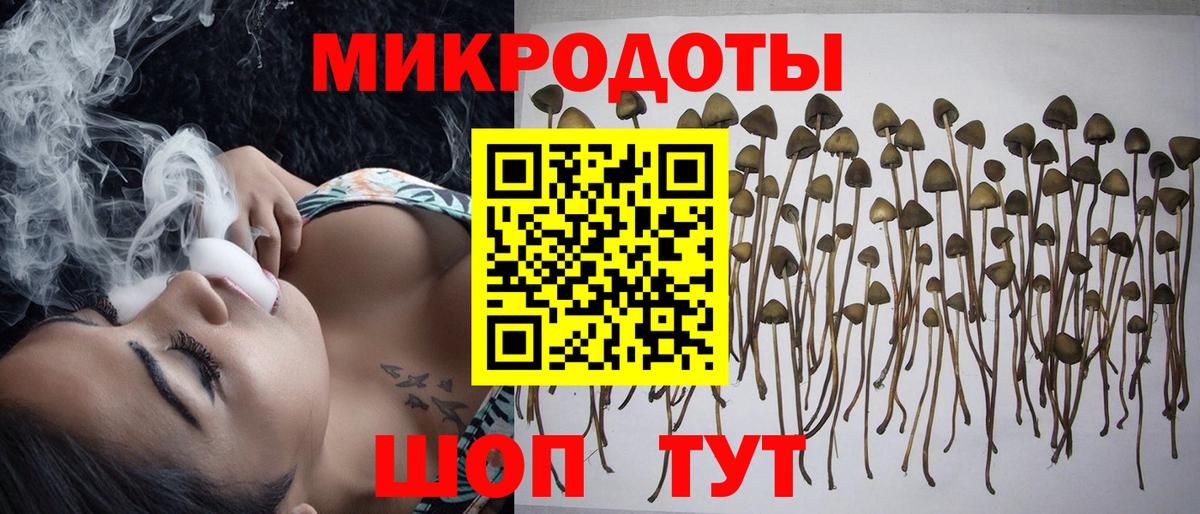 Псилоцибиновые грибы Psilocybine cubensis Батайск